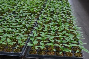 نشا گوجه فرنگی مقاوم به گرما و سرما